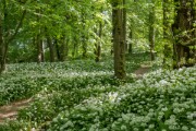 8500391  5/2020 - Bad Vilbel - Stadtwald - Bärlauchblüte