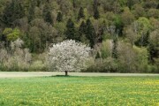 A6108138 DxO  4/2026 - Amage - Vogesen - France