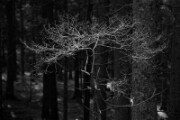 A6104732 DxO