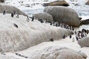 Boulders Beach