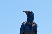 D85 6696 DXO-8 LK-1600