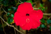 D85 6796 DXO-8 LK-1600