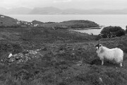 D813219  Skye - Schottland
